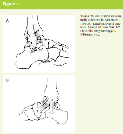 Figure 1 - Anatomy of Ankle