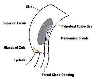 anatomy image