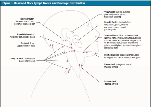 Head and Neck Lymph Nodes and Drainage Distribution