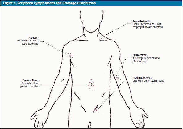 Peripheral Lymph Nodes and Drainage Distribution