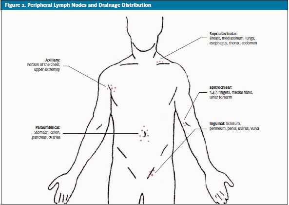 supraclavicular lymph nodes diagram