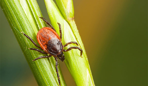 Urgent Care Diagnosis and Management of Tick-Borne Diseases