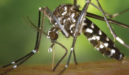 Zika Virus—Near Pandemic Proportions?