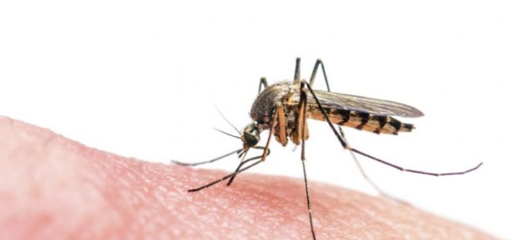 Zika Mosquitos Make Landfall in Florida