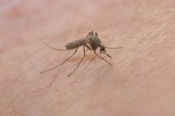 West Nile Virus is Back with a Vengeance