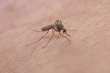 CDC: Expect a Boom Season for Insect-Borne Infections