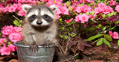 Patients Trying to Rescue Wildlife May Need Evaluation and Treatment for Disease