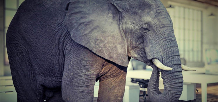The Comfort Elephant in the (Waiting) Room