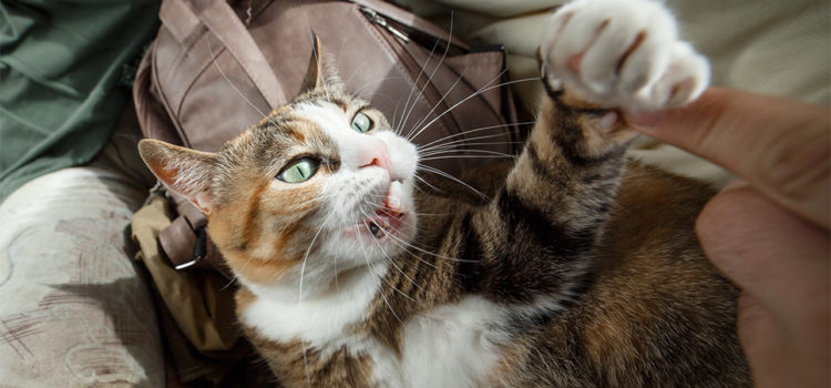 Cat Scratch Disease Presenting as Parinaud’s Oculoglandular Syndrome