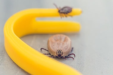 Keeping Patients Safe from Ticks May Keep Them Coming Back to Your Urgent Care Center