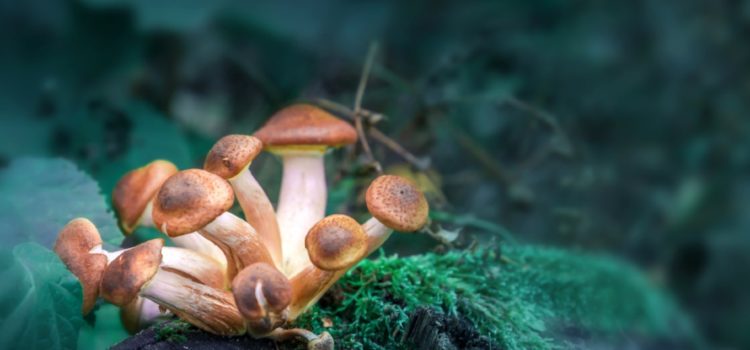 Foraged Mushroom Toxicity Presenting to Urgent Care with Acute Kidney Injury