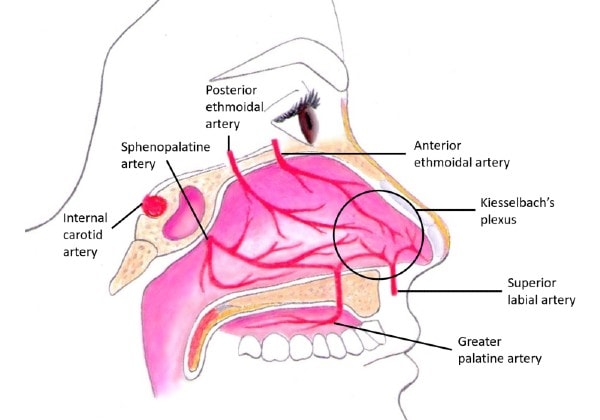 Arterial blood supply to the nasal cavity 