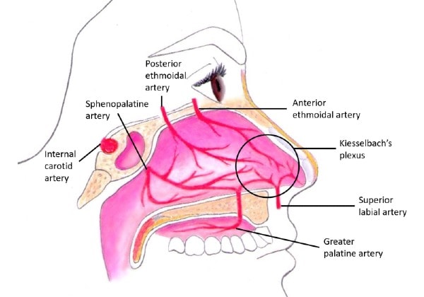 Arterial blood supply to the nasal cavity