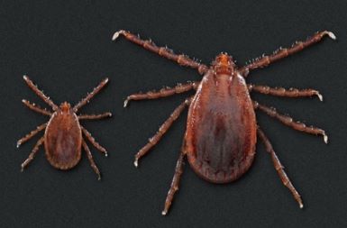 Lyme Disease May Be the Least of Our Concerns as Tick Season Approaches Lyme Disease May Be the Least of Our Concerns as Tick Season Approaches