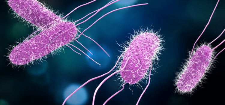 Salmonella Outbreak Reaches Over Half of U.S. States; Does the CDC Have a Bead on the Source? Salmonella Outbreak Reaches Over Half of U.S. States; Does the CDC Have a Bead on the Source?