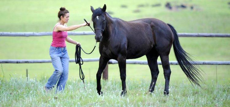 Mysterious Skin Lesions in a Horse Trainer