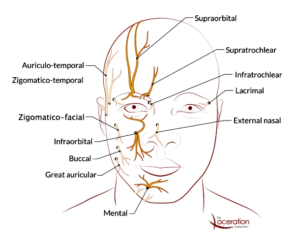 Facial Nerve Blocks