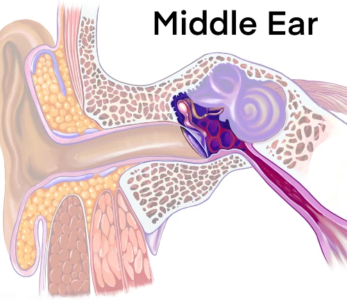 Middle Ear Diagram