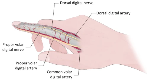 Figure 5. Anatomy Diagram
Does This Finger Laceration Need Immediate Vascular Surgery Consultation, Image Provided Courtesy of EB Medicine 