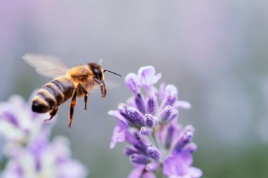 Duke UC Staff Adopt Honeybee Mascot
