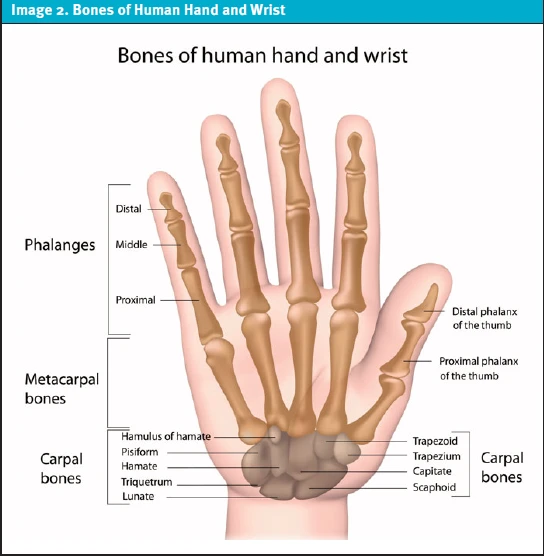 Anatomy of the hand to help understand boxer's fractures