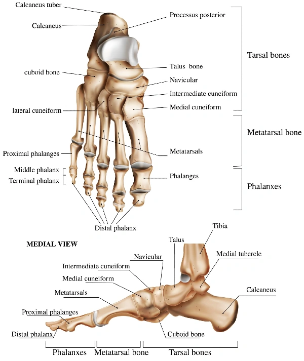 Bones of the Foot and Ankle Anatomy Image