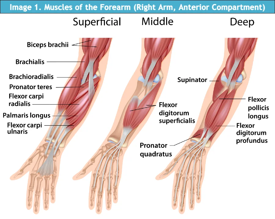 Anatomy of Arm Muscles, Acute Compartment Syndrome in Urgent Care