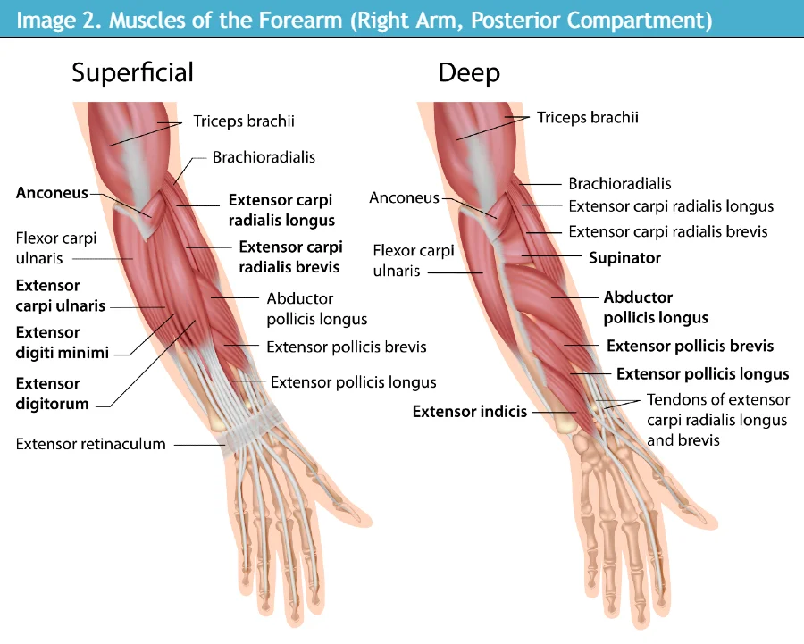 Acute Compartment Syndrome in Urgent Care, Anatomy of Arm Muscles