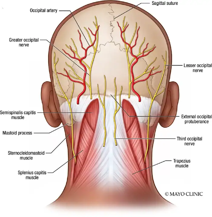 Head and Neck Anatomy