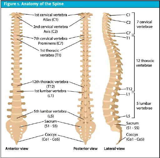 Back Pain From Prostate Cancer - Spine Anatomy