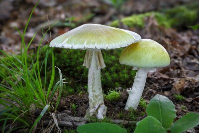 Death in California Attributed to Ingesting Deadly Mushroomsย Death in California Attributed to Ingesting Deadly Mushroomsย