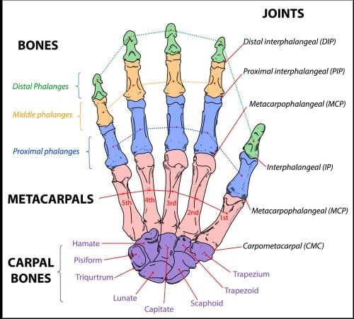 Anatomy of the Hand