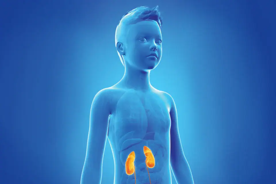 Boy Child with Adrenal Glands highlighted in Yellow Adrenal Crisis in Urgent Care