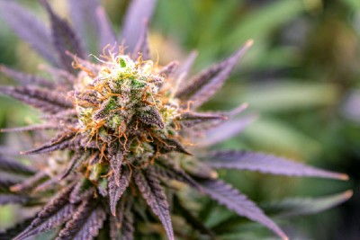 Cannabis Hyperemesis Syndrome Records Triple With New ICD-10 Code Cannabis Hyperemesis Syndrome Records Triple With New ICD-10 Code