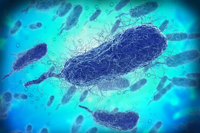 Vibrio Vulnificus Deaths